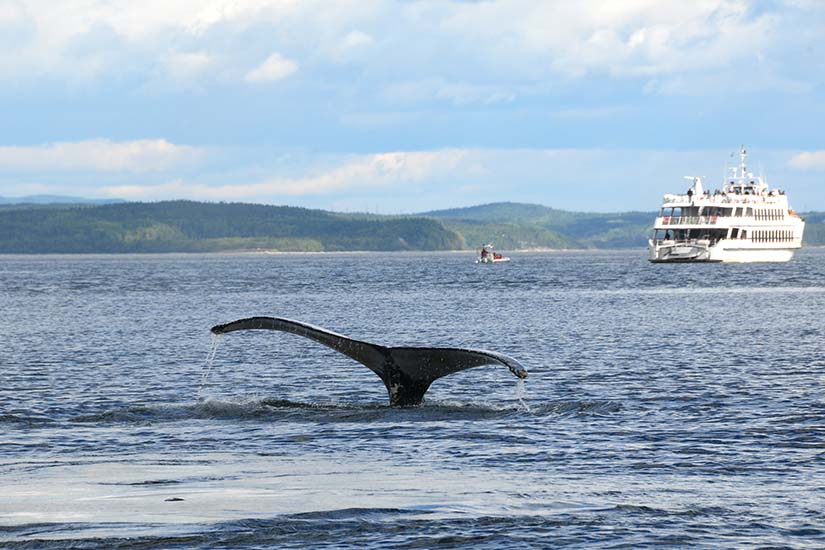 image Canada Tadoussac baleine a bosse is_466317566