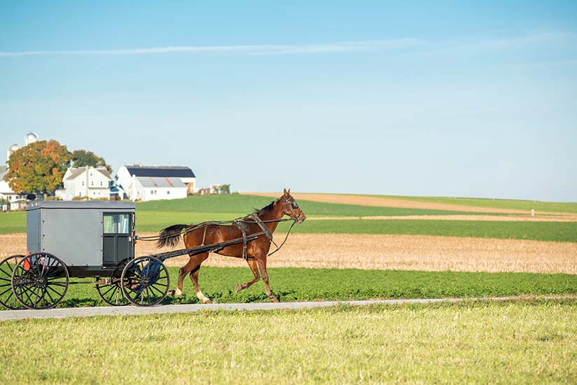 image Etats Unis Cheval Amish et buggy as_84917043