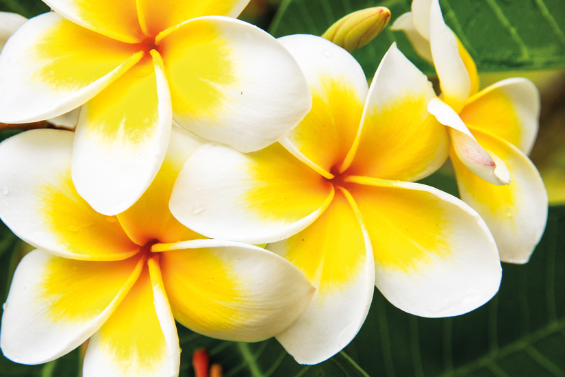 image Hawai fleurs plumeria blanches jaunes 41 as_129030672